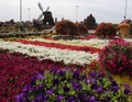 Colorful flowers in a garden in dubai city