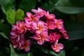 Colorful flowers in the garden.Plumeria flower blooming.