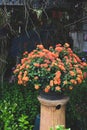 Colorful flowers in garden pot ,nature park background