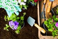 Colorful flowers and gardening tools in the soil Royalty Free Stock Photo