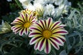 Colorful flowers of Gazania rigens `Big Kiss White Flame` in October Royalty Free Stock Photo