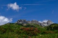 colorful flowers on a green meadow in a beautiful mountain landscape Royalty Free Stock Photo