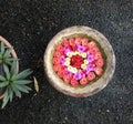 Colorful flowers and green plant in the pot