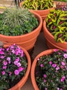 Colorful flowers and green plants growing in pots Royalty Free Stock Photo