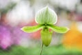 Colorful flowers green and white orchid or paphiopedilum callosum blooming in garden , natural ornamental pattern on background