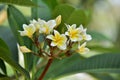 Colorful flowers.Group of flower.group of yellow white flowers Royalty Free Stock Photo