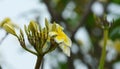 Colorful flowers.Group of flower.group of yellow white and pink flowers Royalty Free Stock Photo