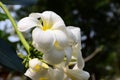 Colorful flowers.Group of flower