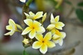 Colorful flowers.Group of flower.group of yellow white flowers Royalty Free Stock Photo