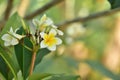 Colorful flowers.Group of flower.group of yellow white flowers Royalty Free Stock Photo