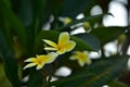 Colorful flowers.Group of flower.group of yellow white flowers Royalty Free Stock Photo