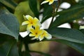 Colorful flowers.Group of flower.group of yellow white flowers Royalty Free Stock Photo