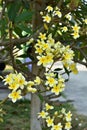 Colorful flowers.Group of flower.group of yellow white flowers Royalty Free Stock Photo