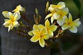 Colorful flowers.Group of flower.group of yellow white flowers Royalty Free Stock Photo