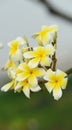 Colorful flowers. Group of flower. Group of yellow white and pink flowers Royalty Free Stock Photo