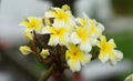 Colorful flowers.Group of flower.group of yellow white and pink flowers Royalty Free Stock Photo