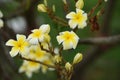 Colorful flowers.Group of flower.group of yellow white and pink flowers Royalty Free Stock Photo