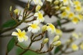 Colorful flowers.Group of flower.group of yellow white and pink flowers Royalty Free Stock Photo