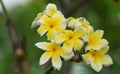 Colorful flowers.Group of flower.group of yellow white and pink flowers Royalty Free Stock Photo