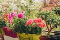 Colorful flowers growing in pots Royalty Free Stock Photo