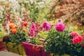 Colorful flowers growing in pots Royalty Free Stock Photo