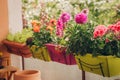 Colorful flowers growing in pots Royalty Free Stock Photo