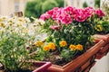 Colorful flowers growing in pots Royalty Free Stock Photo