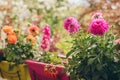 Colorful flowers growing in pots Royalty Free Stock Photo