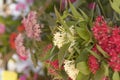 Colorful flowers grown in garden and pot