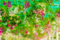 Colorful flowers is hanging on the ceiling Royalty Free Stock Photo