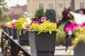 Colorful flowers on a hot summer day in a pot hanging on the railing of the bridge. Summer Royalty Free Stock Photo