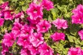 Colorful flowers on a hot summer day in a pot hanging on the railing of the bridge. Summer Royalty Free Stock Photo