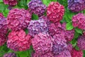 Colorful flowers of Hydrangea in the garden on sunny summer day Royalty Free Stock Photo
