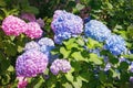 Colorful flowers of Hydrangea  Hydrangea macrophylla  in the garden on sunny day Royalty Free Stock Photo