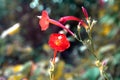 The Colorful flowers