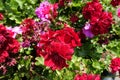 Colorful flowers of ivy-leaved pelargonium in mid July