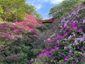 Colorful flowers in the land of cherry blossoms, Japan!