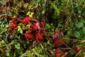 Colorful flowers and leaves, autumn colors