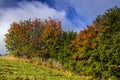 Colorful flowers and leaves, autumn colors