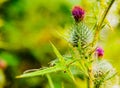 Colorful flowers and leaves, autumn colors