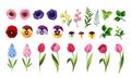 Colorful flowers. Set of flowers and leaves isolated on white. Vector illustration Royalty Free Stock Photo