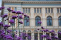 Colorful flowers at Livu Square on a summer day