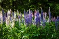 Colorful flowers of lupine in full blossom near a forest Royalty Free Stock Photo