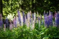 Colorful flowers of lupine in full blossom near a forest Royalty Free Stock Photo