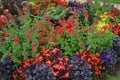 Colorful Flowers in Luxembourg Garden, Paris