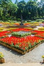 Colorful flowers at Mae Fah Luang Garden, Chiang Rai, Thailand. Garden of cold winter flowers such as Salvia Petunia Begonia roses