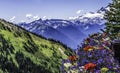 Colorful Flowers Mount Rainier Crystal Mountain Lookout Washington Royalty Free Stock Photo