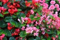 Colorful flowers multicolored in red, green leaves, top view from above, flat, spring, spring, summer, nature, backgrou