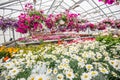 Colorful flowers in nursery