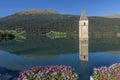 Colorful flowers with the old bell tower of Curon Venosta in the background, perfectly reflected in the still water of Lake Resia